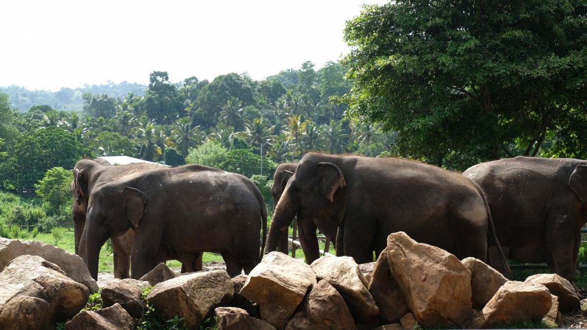 sase elefanti au fost ucisi in sri lanka dupa ce au fost loviti de un tren care a deraiat e cel mai grav accident de acest fel