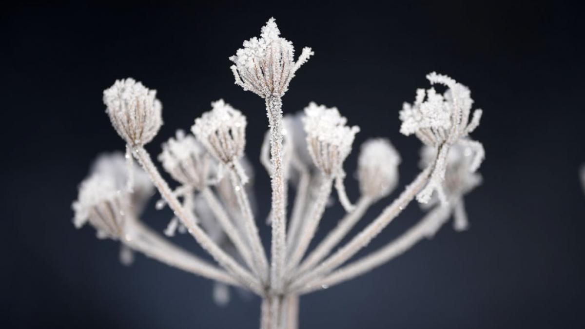 ger cumplit in romania sambata dimineata au fost 23 de grade la intorsura buzaului