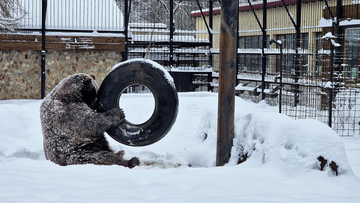 ursul baloo mascota statiunii straja implineste 25 de ani