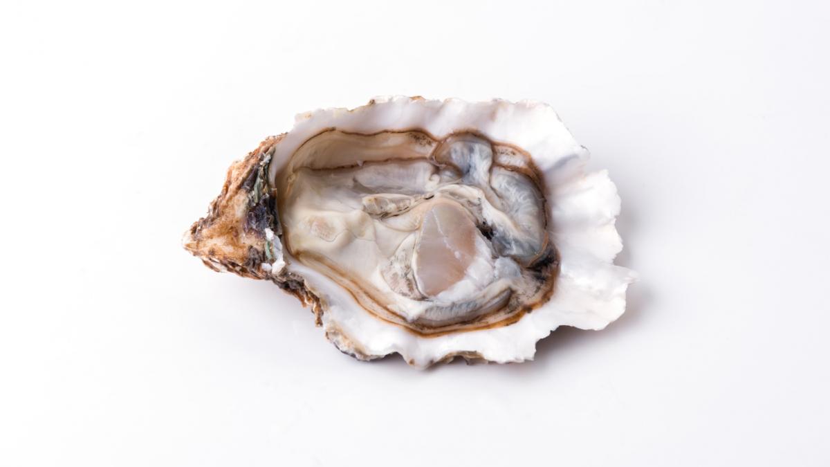 descoperire fara precedent o proteina din stridii ar putea distruge bacteriile rezistente la antibiotice