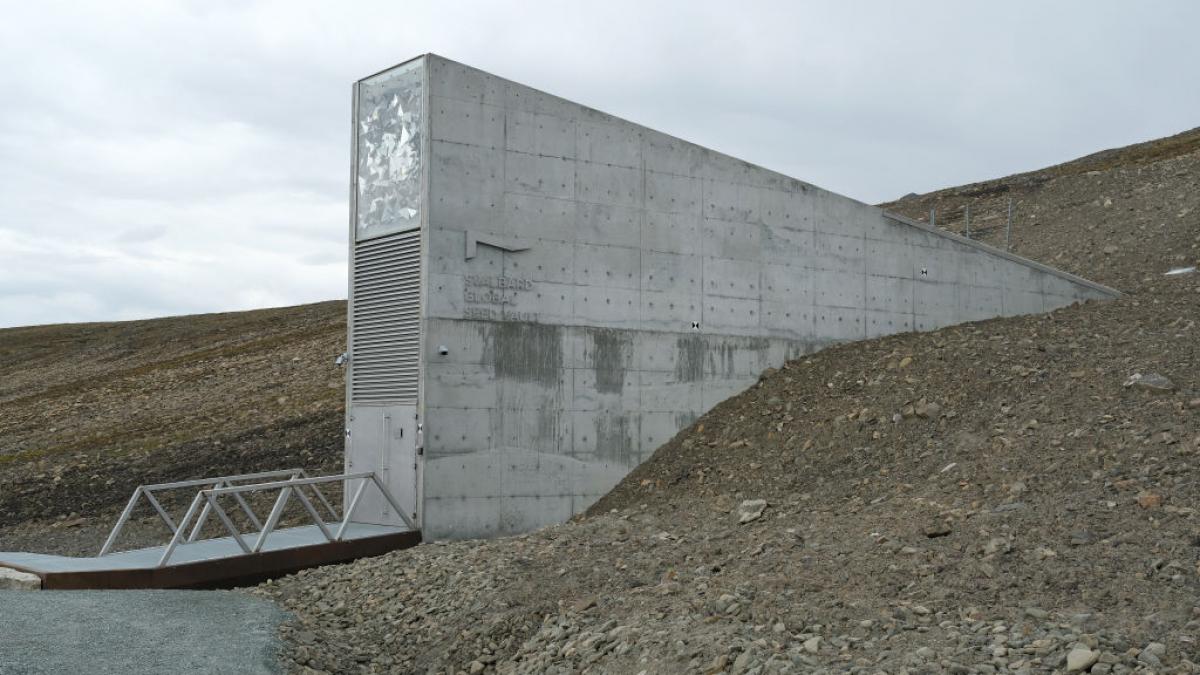 noi loturi de seminte sunt depuse in depozitul apocalipsei din arctica noi loturi de seminte sunt depuse in depozitul apocalipsei din arctica