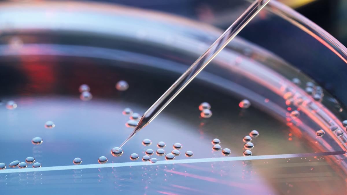 descoperire fara precedent celula stem aproape identica cu cea canceroasa rolul romaniei in tratamentul revolutionar al cancerului