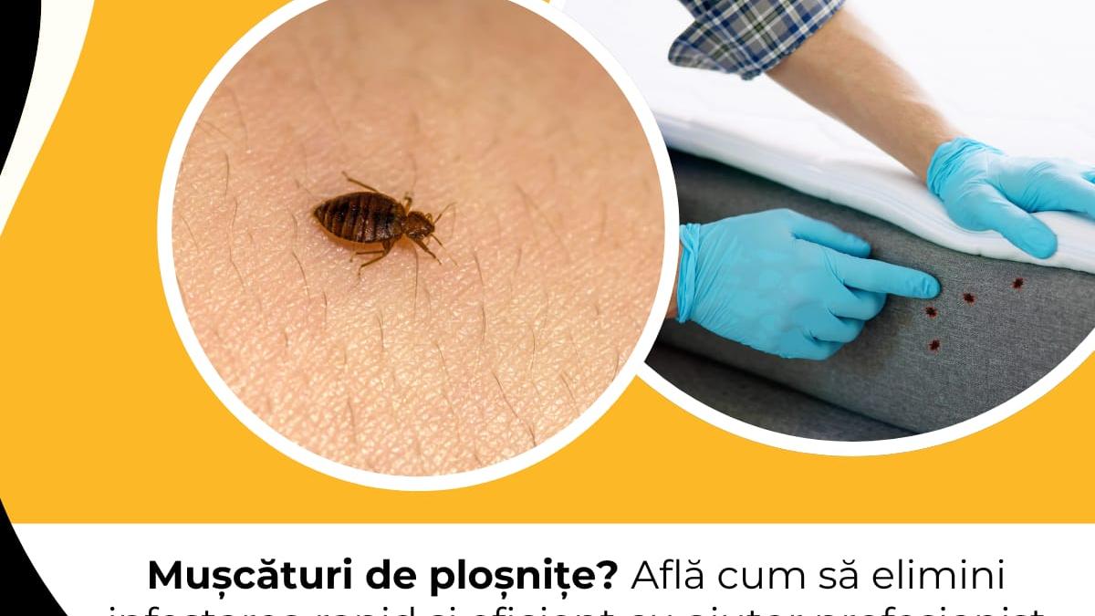 muscaturi de plosnite afla cum sa elimini infestarea rapid si eficient cu ajutor profesionist
