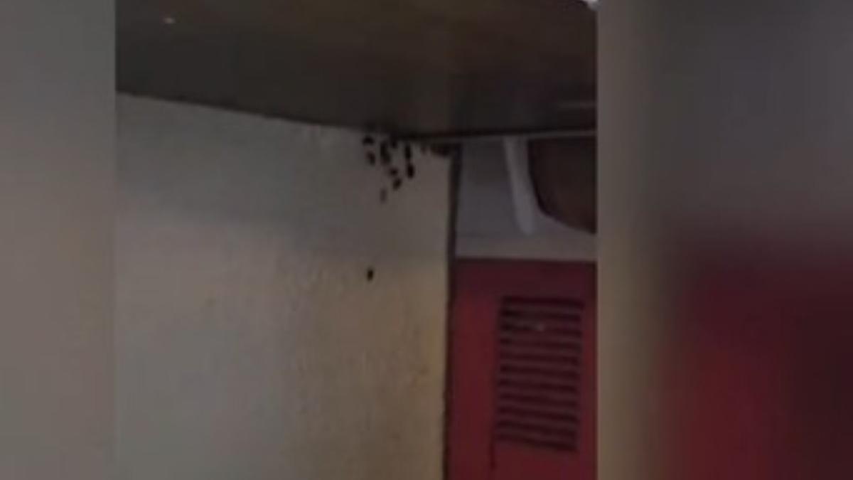 beraria h din bucuresti a fost inchisa de anpc gandaci pe ustensile si in recipiente printre neregulile descoperite