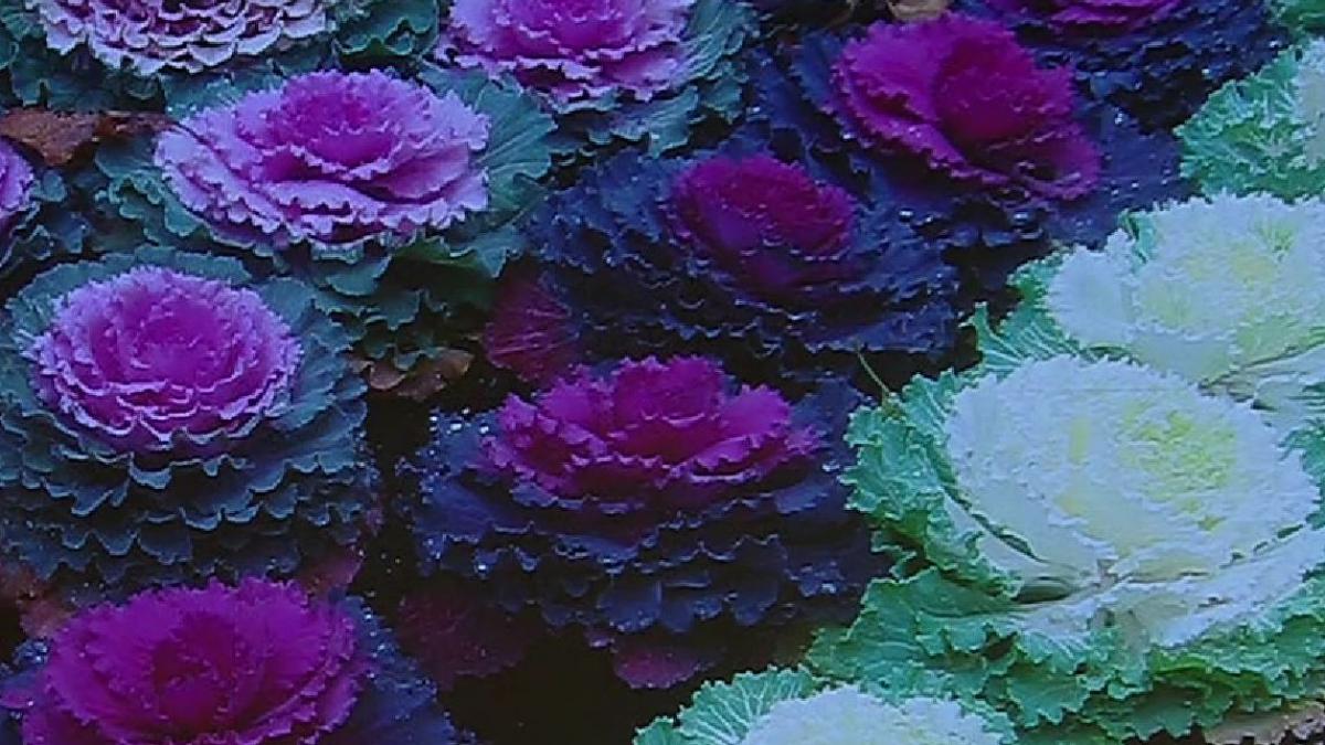 varza decorativa noua vedeta din parcurile si de pe bulevardele din buzau