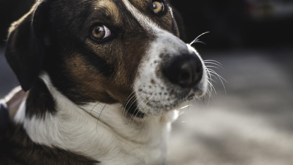 adapostul de caini mihailesti isi mareste capacitatea mai mult loc pentru animalele fara stapani