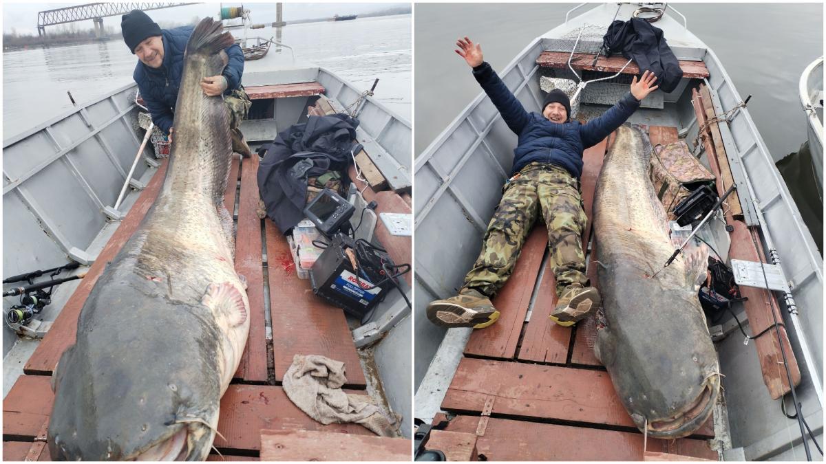 Captură record pe Dunăre: un pescar din Caraș-Severin a prins un somn „monstruos”, de 3 metri și 140 de kilograme