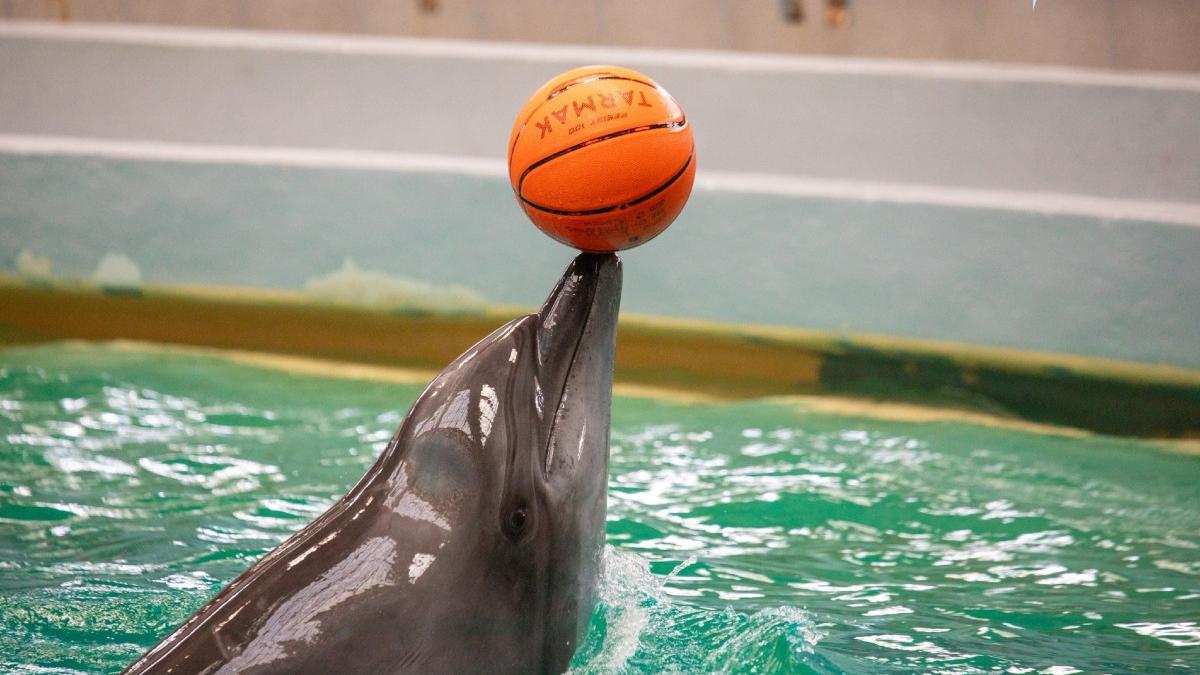 chen chen cel mai indragit delfin de la delfinariul din constanta a murit cauza decesului este investigata