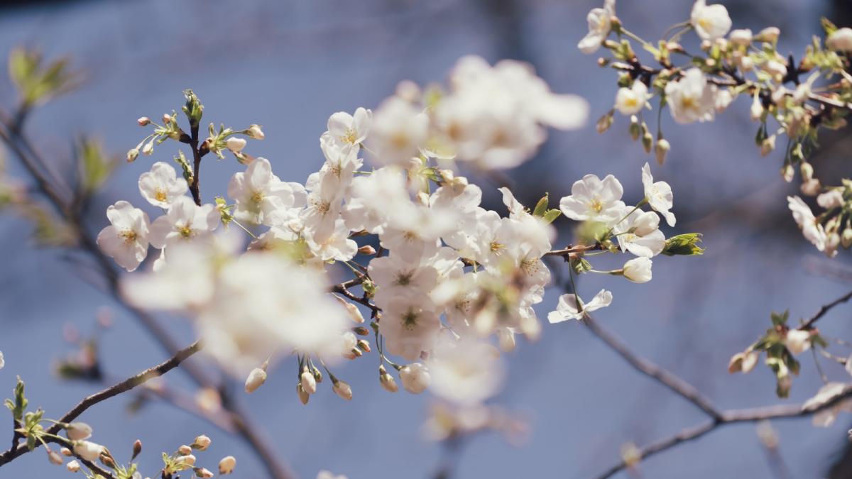 prognoza meteo pentru prima jumatate a lunii martie vreme calda cu temperaturi de pana la 22 de grade urmata de o racire treptata