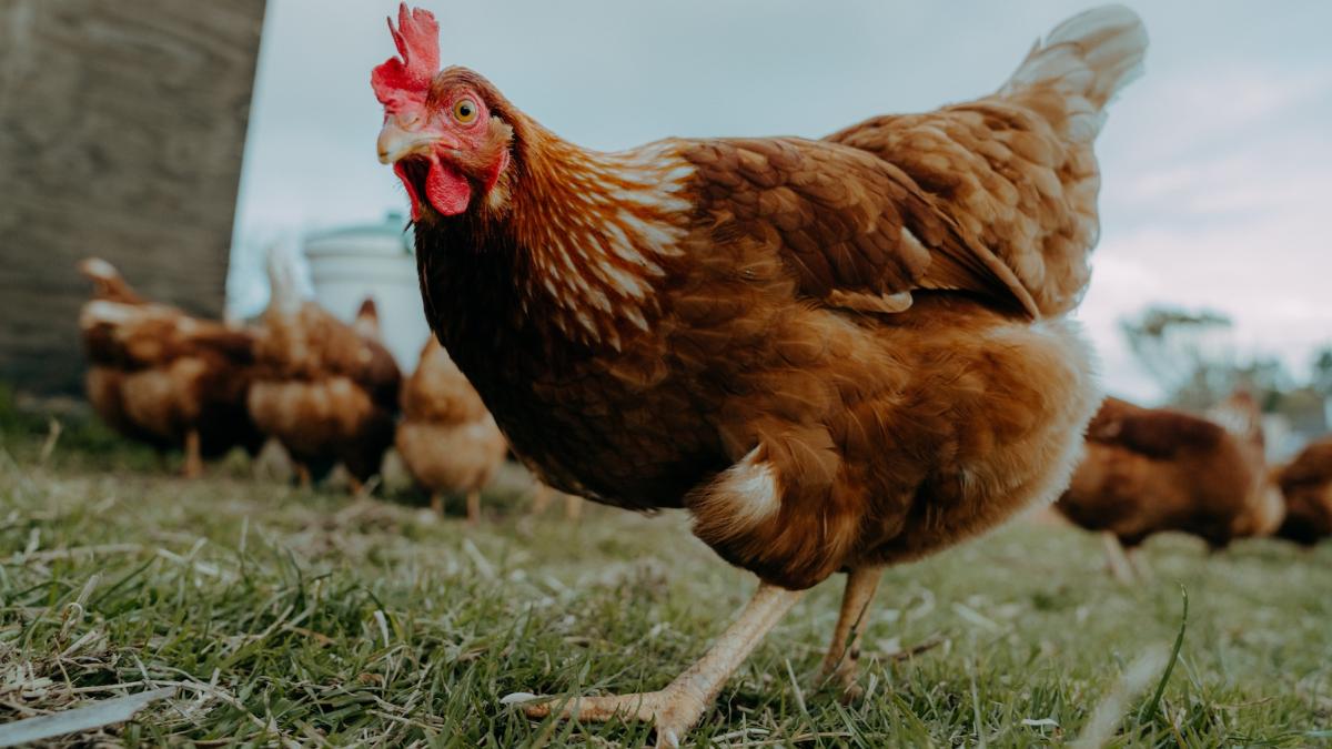 americanii au ajuns sa inchirieze gaini din cauza ca nu se mai gasesc oua