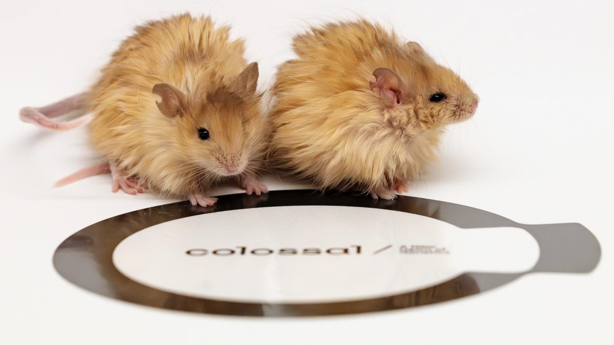 oamenii de stiinta au creat soareci lanosi cu trasaturi de mamut ce planuiesc sa afle despre animalul disparut acum 4 000 de ani