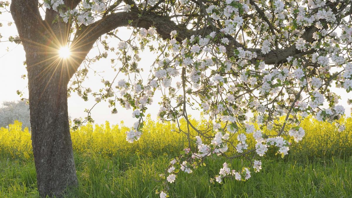a venit vara in martie temperaturile trec de 20 de grade cand vin din nou ploaia si frigul