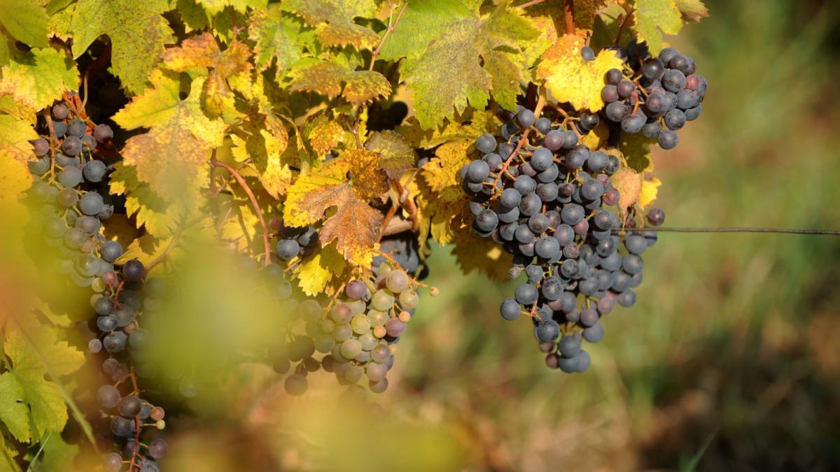 povestea vinului din podgoria lechinta ruta oenologica din inima transilvaniei atrage turisti dornici de experiente autentice