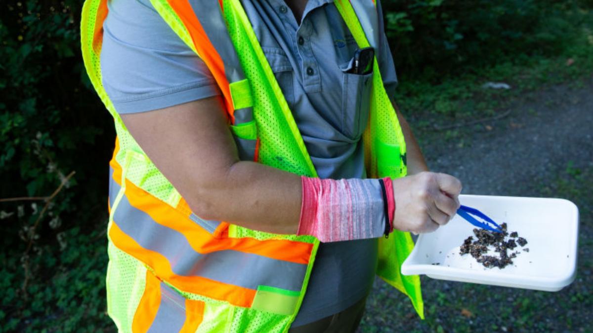 viespea asiatica ameninta fauna salbatica din europa avertizeaza cercetatorii cum arata insecta care poate ucide 50 de albine pe zi