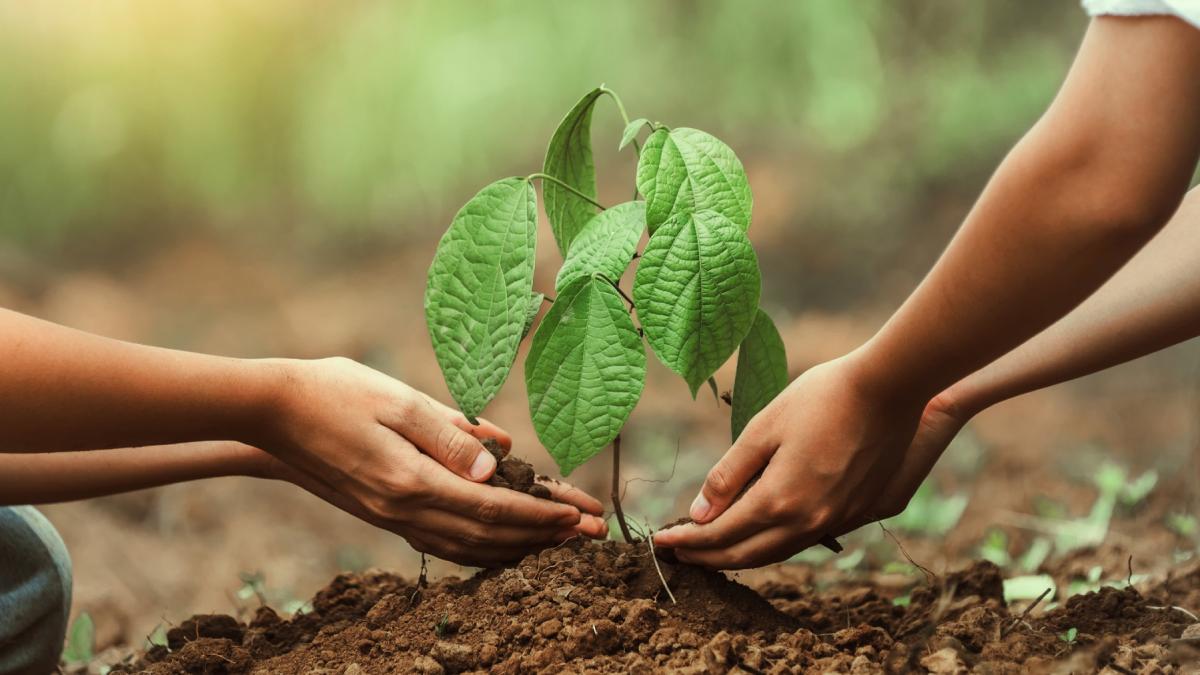 bucurestenii sunt invitati in weekend sa planteze peste 15 000 de puieti si arbori in parcul tineretului prin metoda miyawaki
