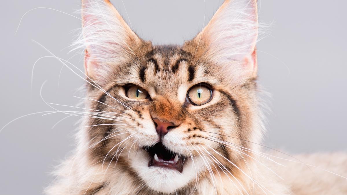 de ce se stramba pisicile cand miros anumite lucruri