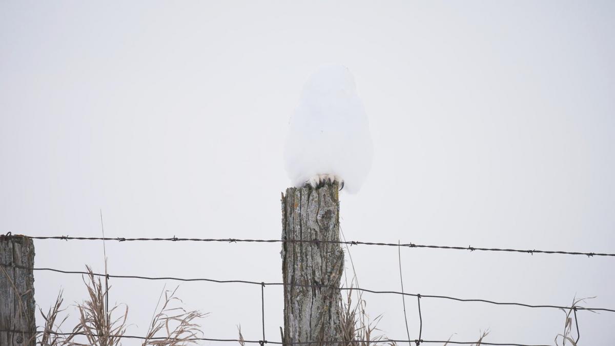 camuflajul perfect in aceasta fotografie o bufnita se relaxeaza linistita si nimeni nu reuseste s o observe