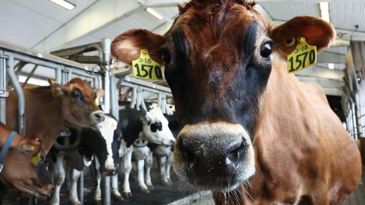 comandament de urgenta din cauza febrei aftoase alerta sanitara din cauza virusului care se extinde la fermele din ungaria