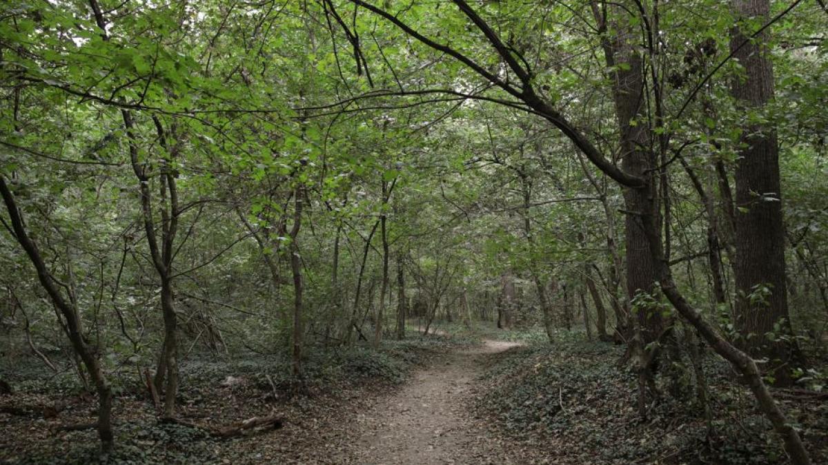 masinile vor putea circula prin padurea baneasa activistii de mediu sunt furiosi cerem oprirea urgenta a demersurilor