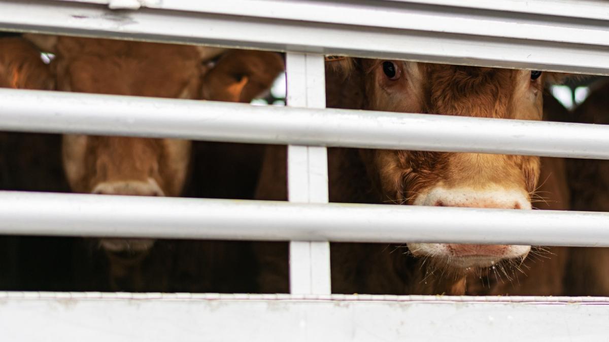 romania a interzis importurile de animale vii furaje paie si compost din ungaria