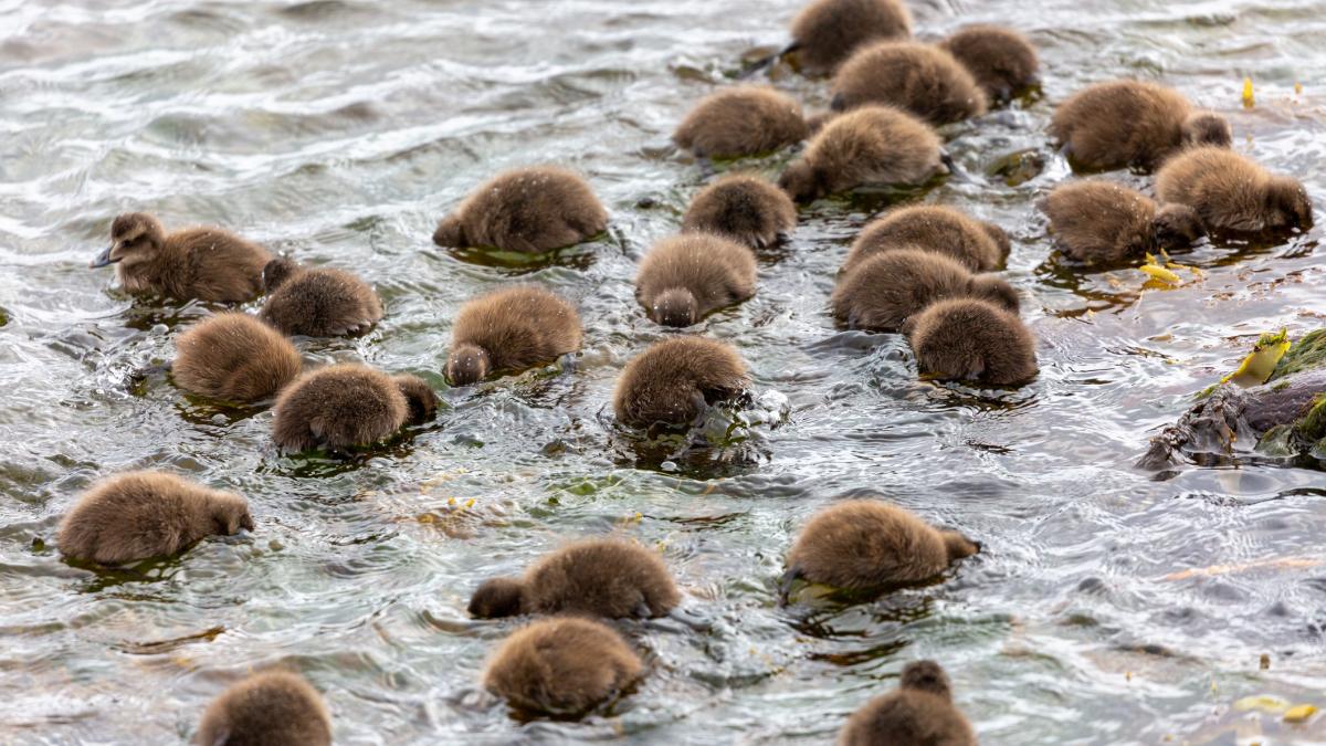 concluziile unui nou studiu plasticul cauzeaza leziuni cerebrale pasarilor marine asemanatoare cu alzheimer ul