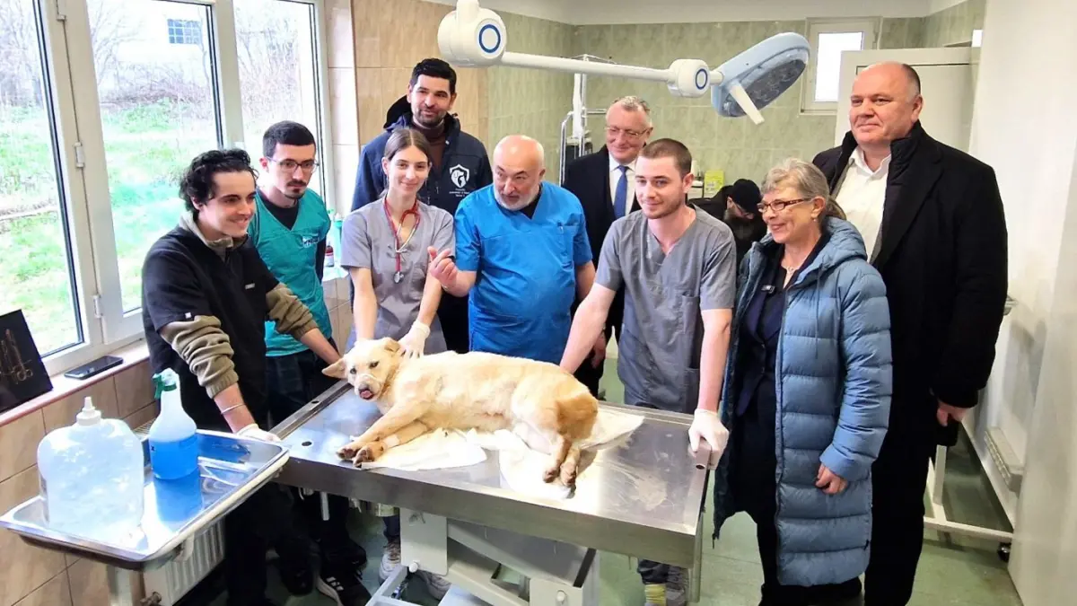 casuta veterinarului sute de studenti si profesorii lor vor trata caini fara stapan la centrul de adoptie odai