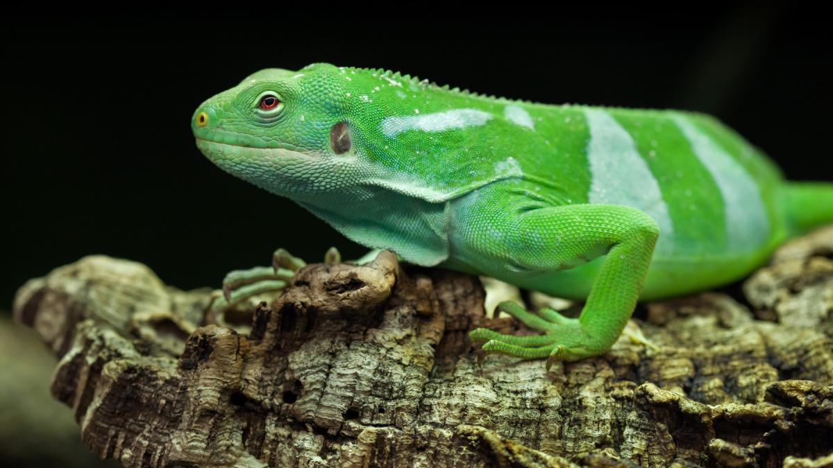 un nou studiu arata ca iguanele au migrat pe plute 8 000 de kilometri peste pacific acum 34 de milioane de ani