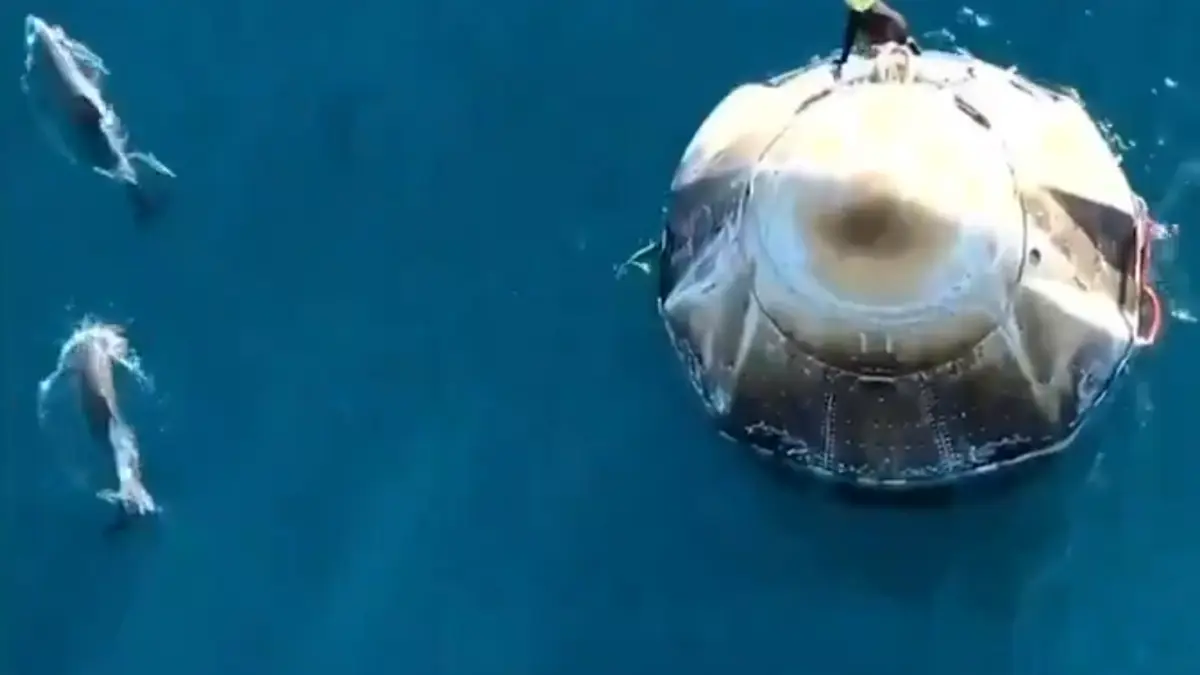 imagini virale cu delfini care au inconjurat capsula in care erau astronautii nasa reveniti pe pamant ca la petrecerea de bun venit