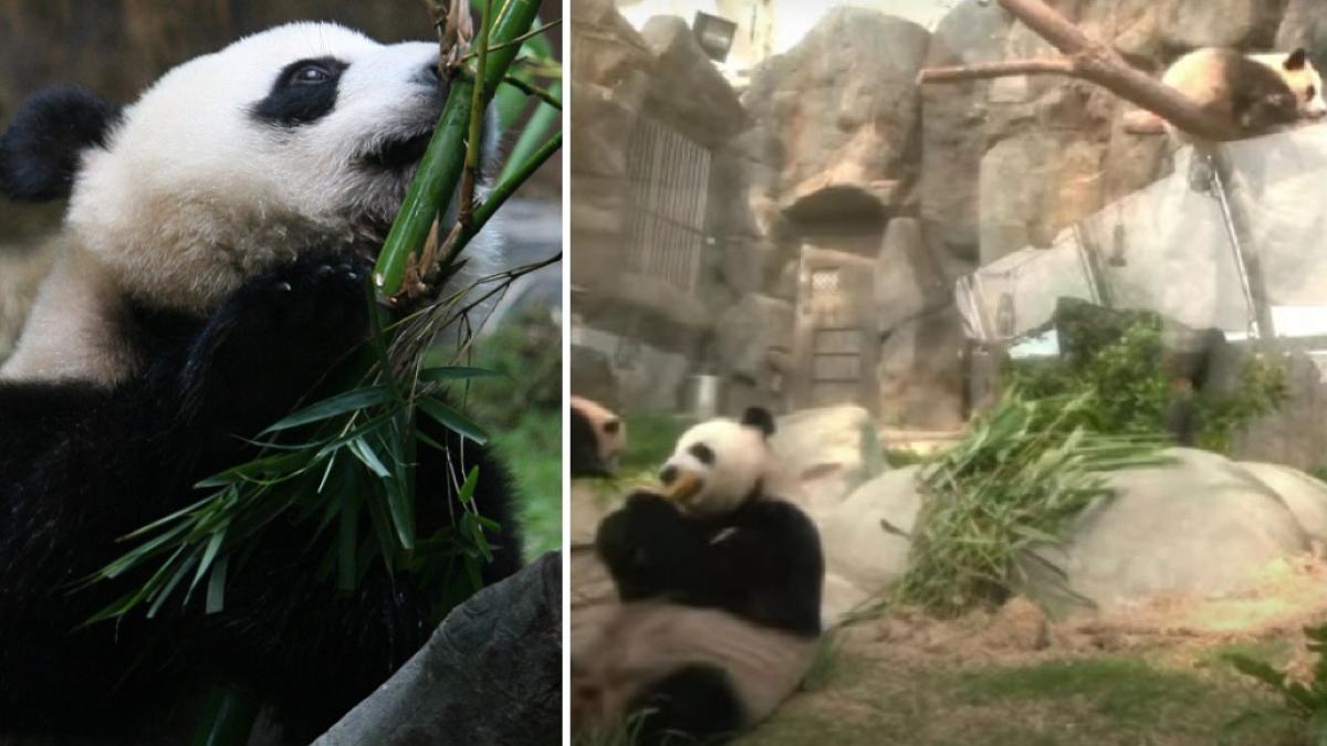 moment adorabil o ursoaica panda isi prezinta pentru prima data puii gemeni vizitatorilor