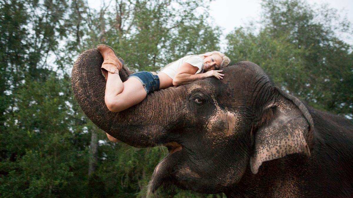 clipul viral care a cucerit internetul elefantul care adora sa ii fie colorate unghiile cu creta roz