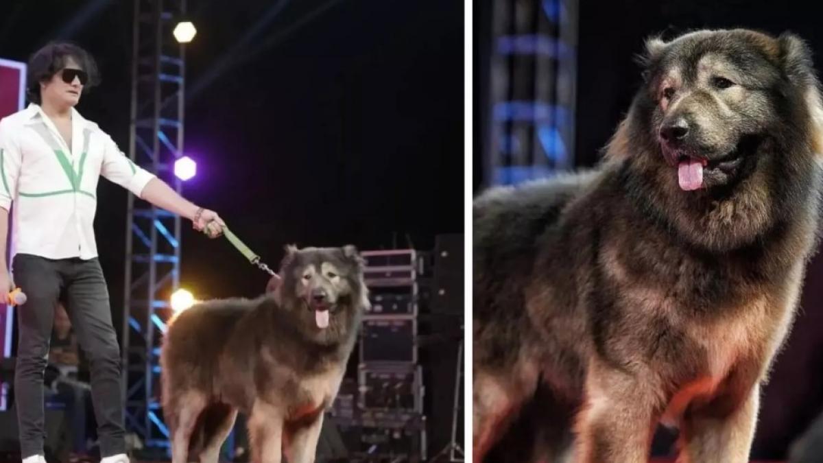 un indian bogat si a cumparat un caine cu 5 3 milioane de euro de ce este cadabomb okami atat de scump