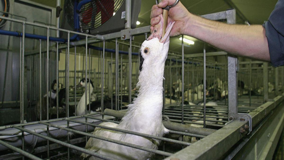 oamenii de stiinta au gasit o metoda pentru a obtine foie gras mai etic fara chinuirea pasarilor