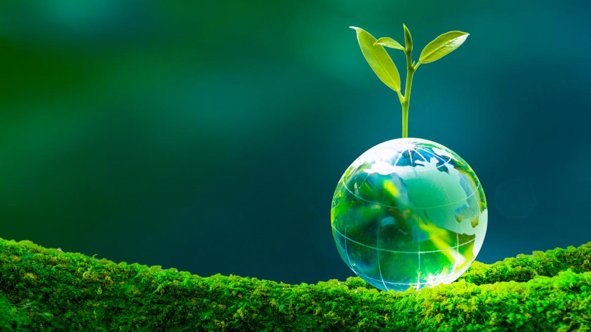 cum s au reprodus primele plante cu seminte de pe terra cercetatorii au descoperit secretul ajutati de o fosila straveche