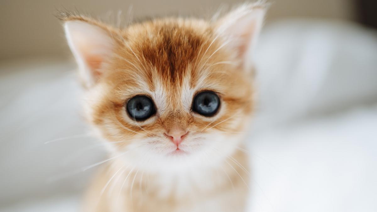 gigil noul cuvant introdus in oxford english dictionary ce inseamna