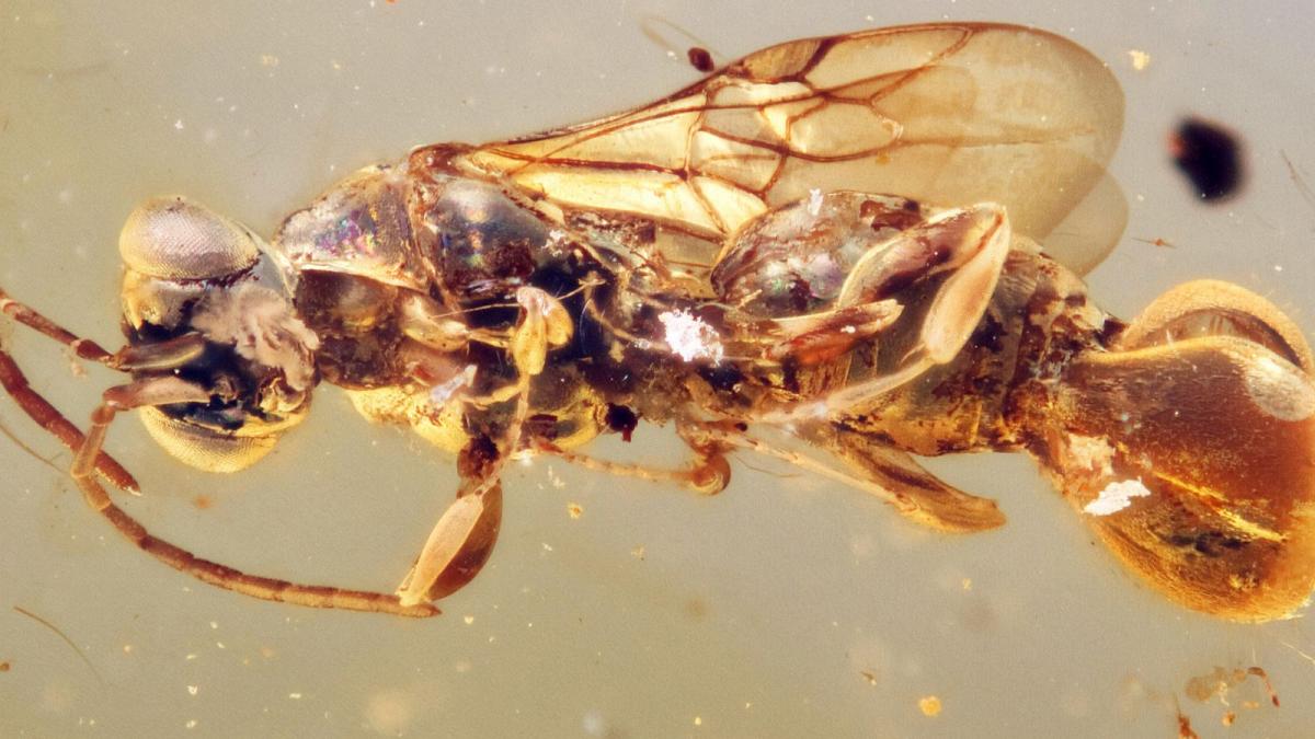 paleontologii au descoperit o noua specie de viespe parazit o ciudatenie a perioadei cretacice ce i a bulversat pe cercetatori