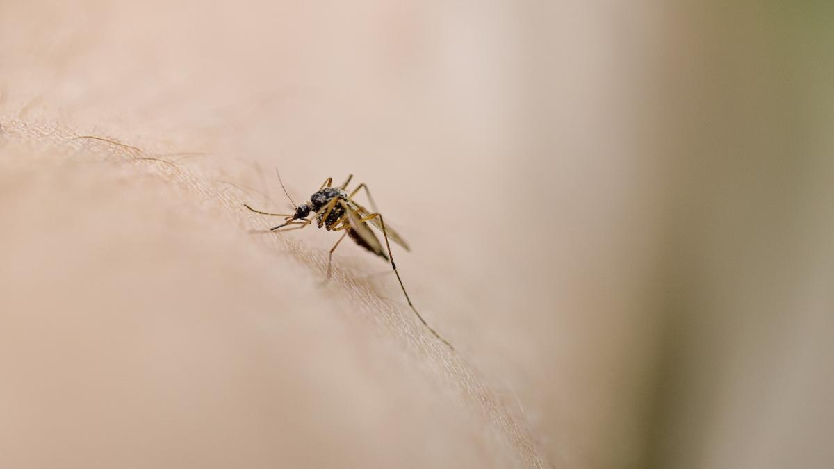 medicamentul uman care transforma sangele pacientului in otrava pentru tantari