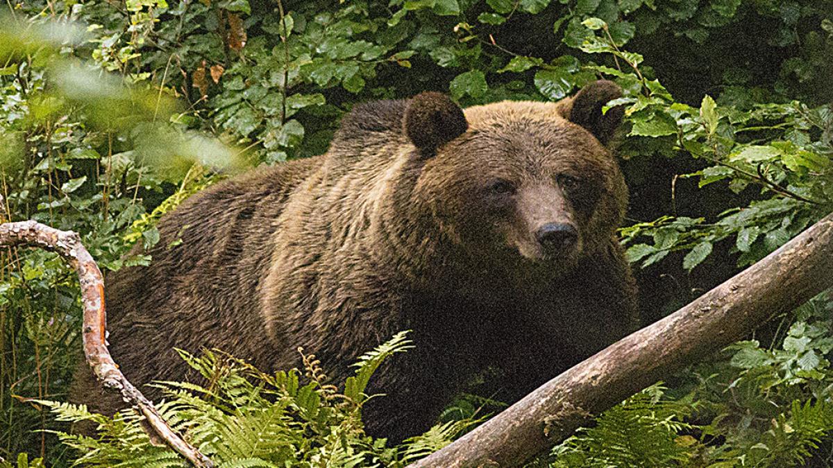 ministrul mediului voi propune sa fie impuscati ursii care ajung in localitate sau in apropiere si pun in pericol viata oamenilor