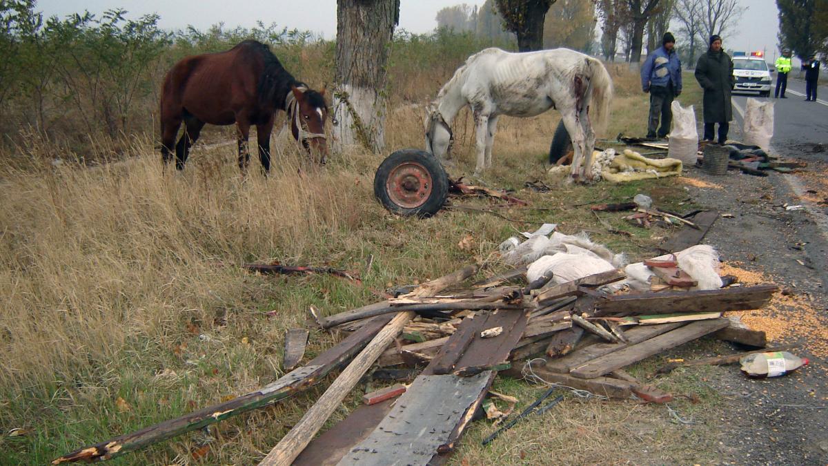 o caruta in care se aflau doi adulti si opt copii a fost spulberata de un camion pe dn 14 toti au scapat ca prin urechile acului