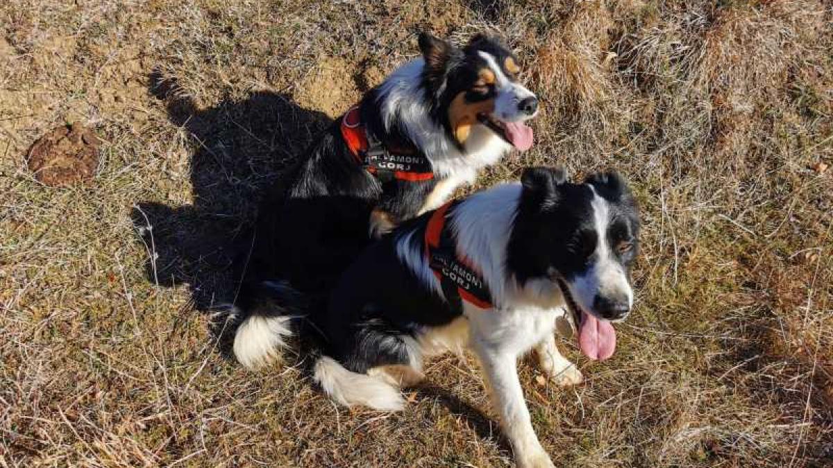 cei 20 de salvatori necuvantatori ai romaniei sunt dresati prin cel mai modern sistem din lume sunt atat de buni ca ii cere si politia