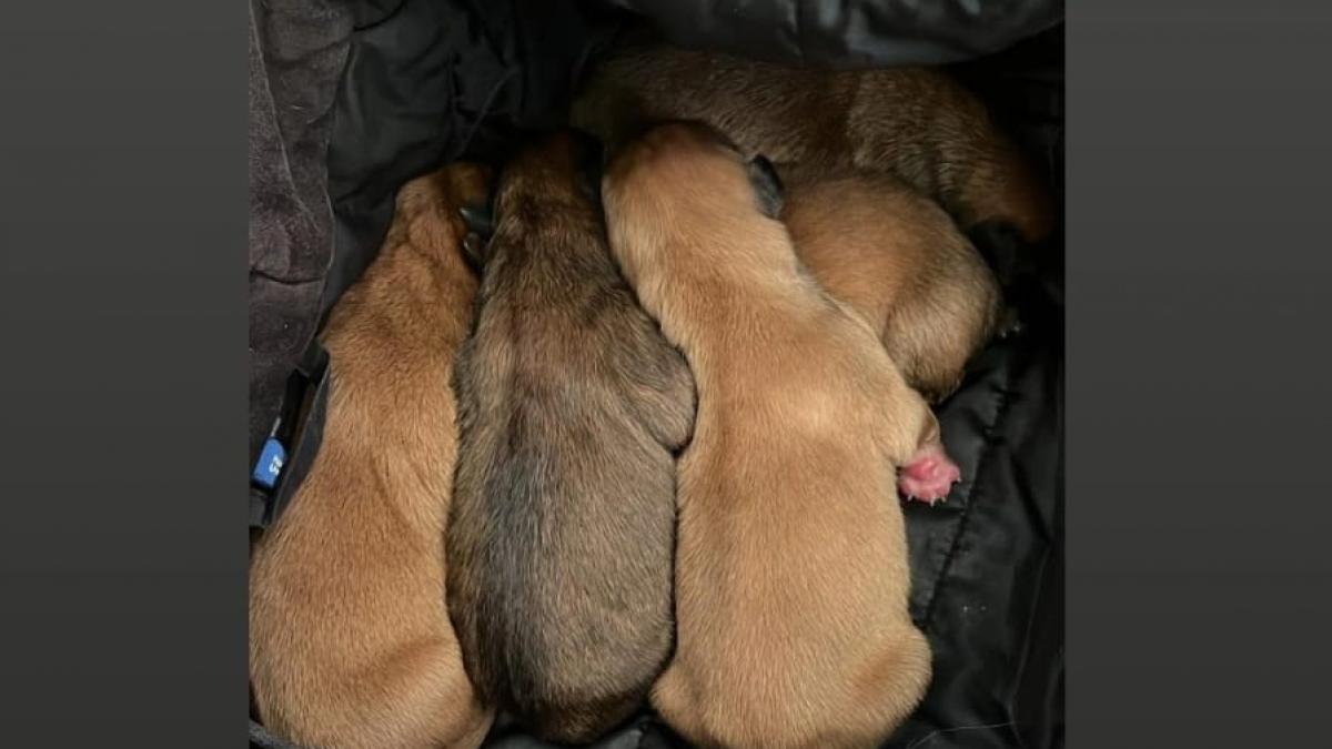 amenda de 12 000 de lei pentru un barbat care a abandonat cinci catelusi pe marginea drumului