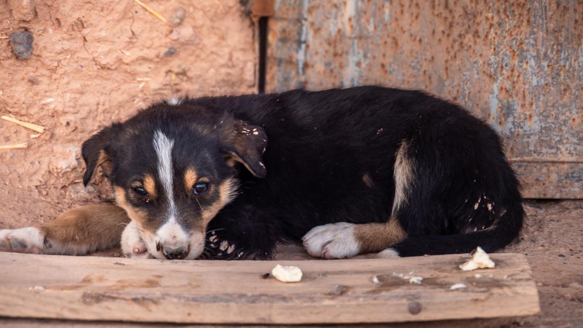 fotbalistii din super liga isi scot tricourile la licitatie pentru cainii fara familie