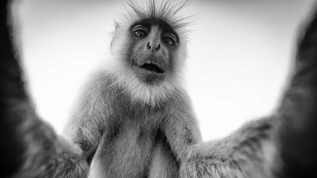 maimutele vor fi intotdeauna mai bune la yodel decat oamenii