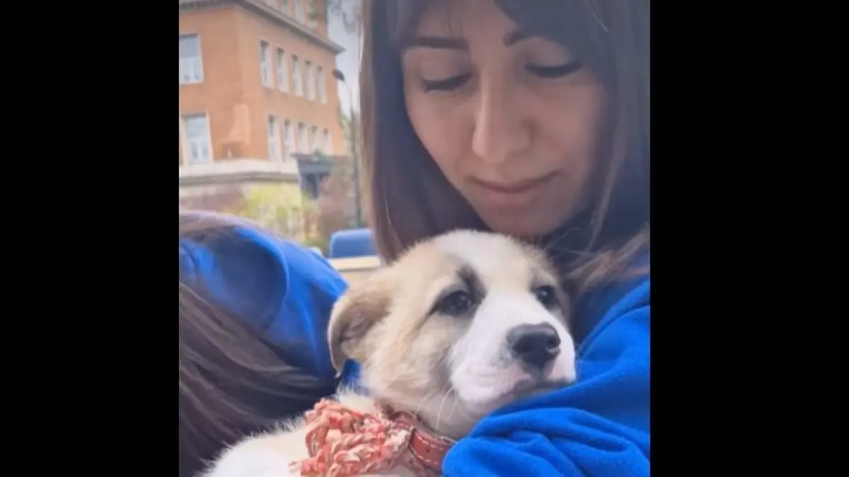 primarul sectorului 1 a organizat o sesiune de adoptii pentru catei in primarie cu ocazia zilei internationale a animalelor