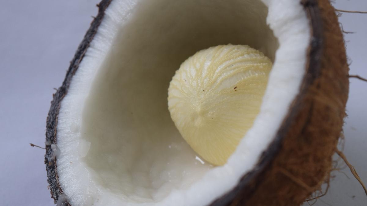 nuca de cocos