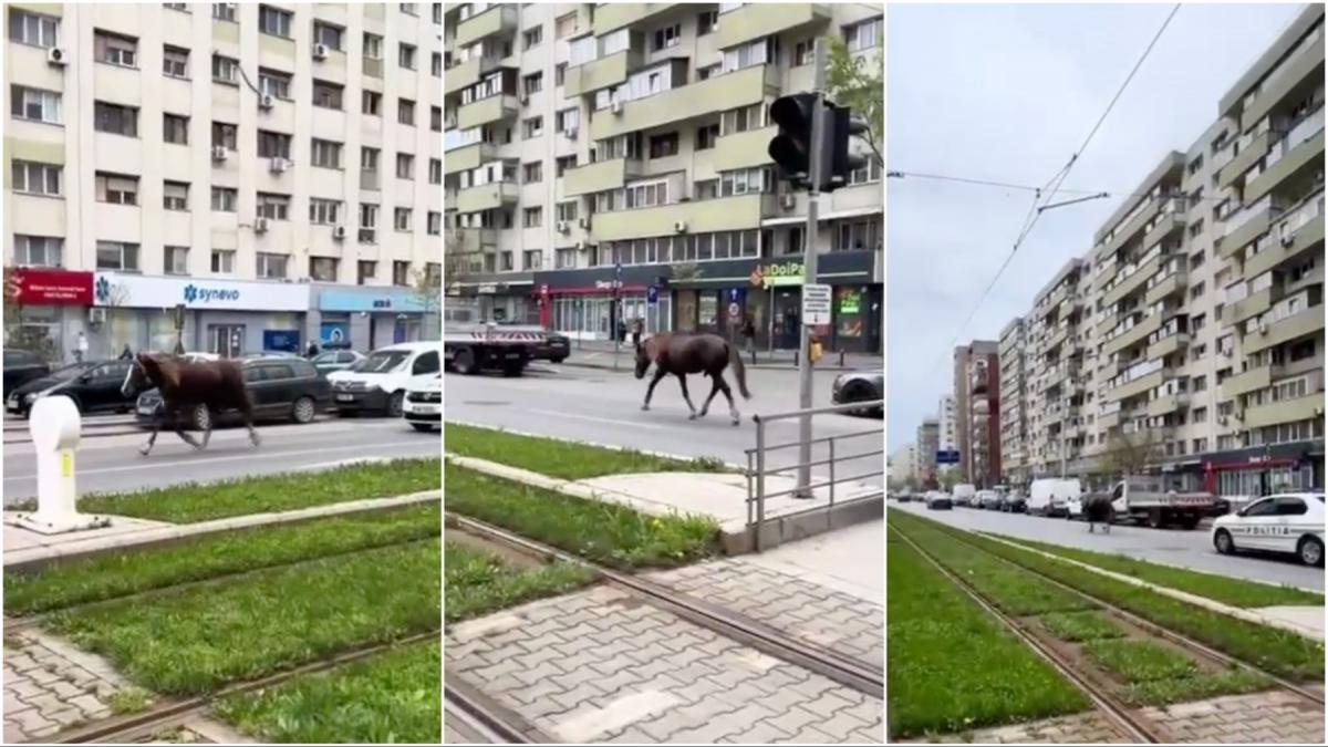 un cal alearga liber sub escorta politiei pe un bulevard din bucuresti soferii glumesc asta macar isi tine banda
