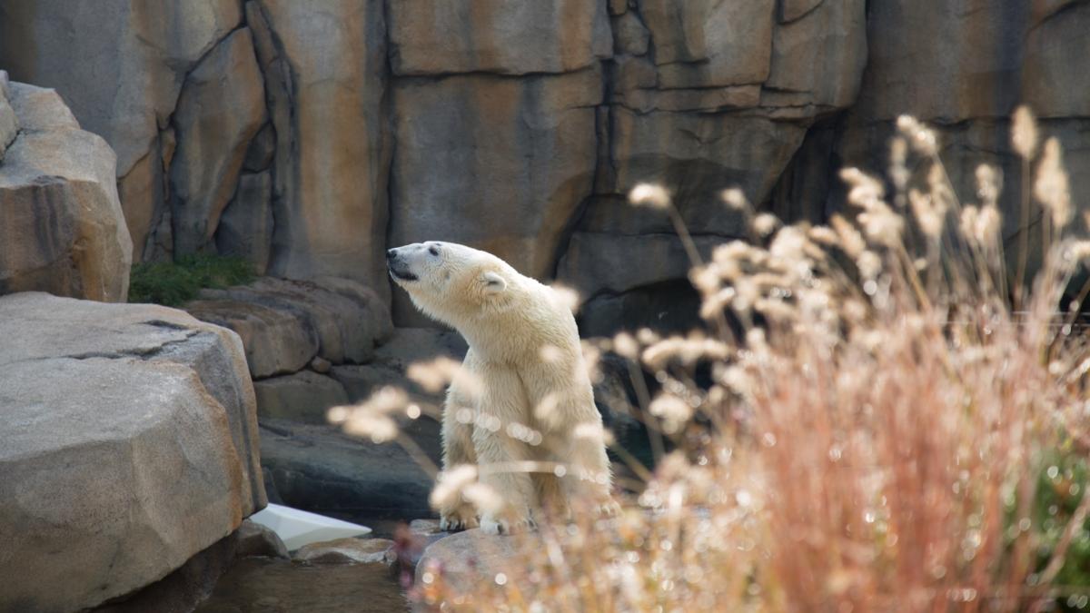 el este siku ursul polar alergic la parul uman