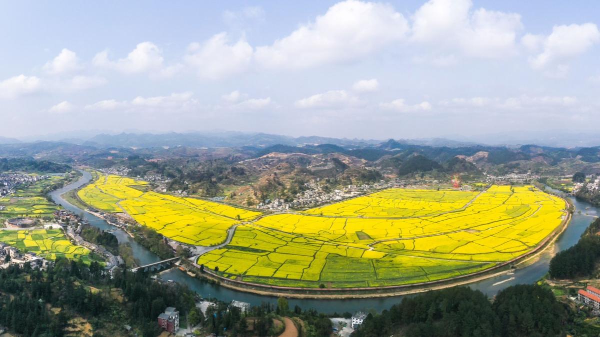 au inflorit campurile de canola si livezile cu piersici imagini spectaculoase cu intinderile galbene si roz din guiding county