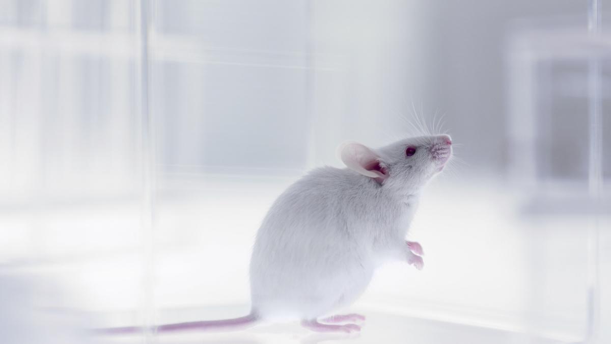 nasa a dus soareci in spatiu insa ce au patit acestia la nivelul oaselor a fost infricosator