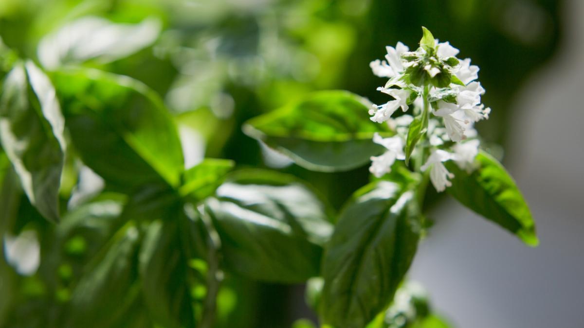 brgv numeste un busuioc special miron cu ocazia centenarului patriarhiei romane ce proprietati inedite are planta aromatica