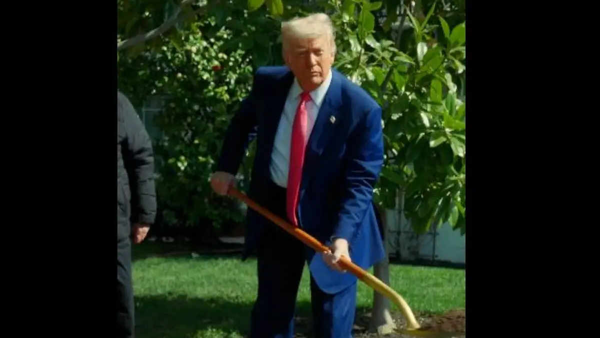 copacul istoric de la casa alba a fost inlocuit cu o magnolie imagini virale cu trump sapand cu o lopata de aur maganolia